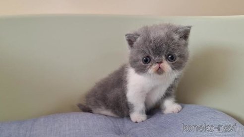 成約済の岐阜県のエキゾチックショートヘア-88394の3枚目