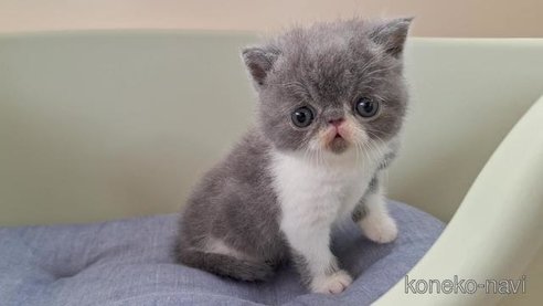 成約済の岐阜県のエキゾチックショートヘア-88394の2枚目