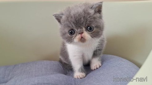 成約済の岐阜県のエキゾチックショートヘア-88394の4枚目
