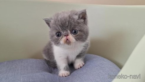 成約済の岐阜県のエキゾチックショートヘア-88394の5枚目