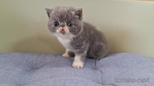 成約済の岐阜県のエキゾチックショートヘア-88394の6枚目