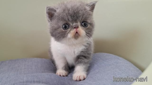 成約済の岐阜県のエキゾチックショートヘア-88394の1枚目
