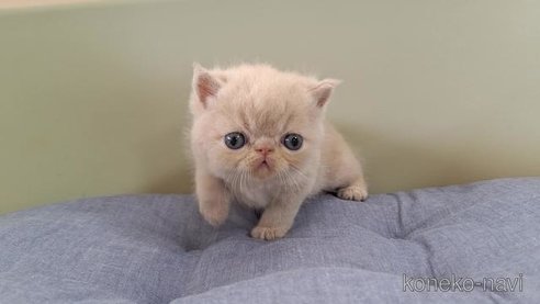 成約済の岐阜県のエキゾチックショートヘア-88396の2枚目