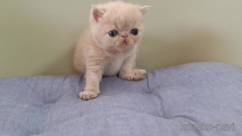 成約済の岐阜県のエキゾチックショートヘア-88396の4枚目