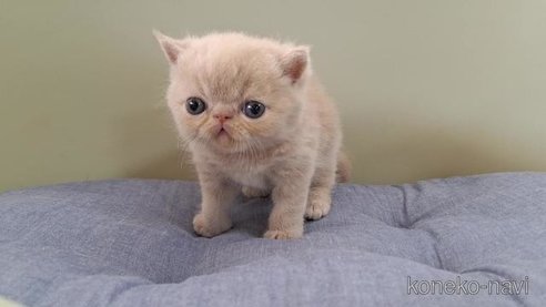 成約済の岐阜県のエキゾチックショートヘア-88396の5枚目