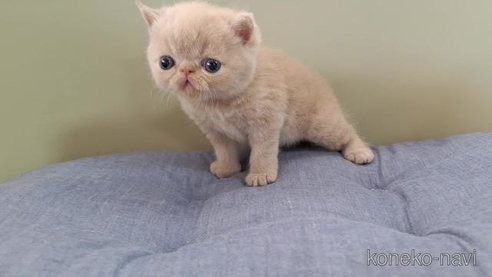 成約済の岐阜県のエキゾチックショートヘア-88396の6枚目