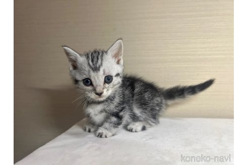 成約済の茨城県のマンチカン(短足)-88397の4枚目