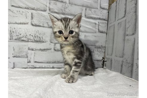 加藤治宣ブリーダーのアメリカンショートヘアの子猫