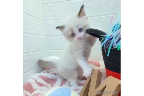 成約済の埼玉県のラグドール-88430の4枚目