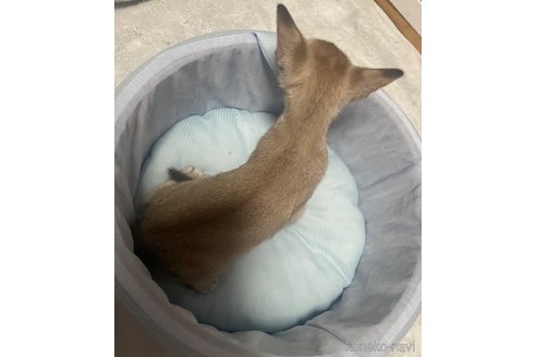 成約済の愛知県のミックス-87161の4枚目
