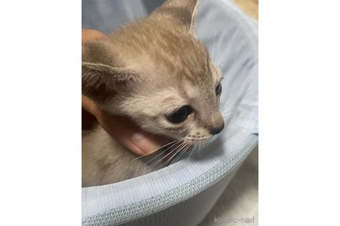 成約済の愛知県のミックス-87161の2枚目