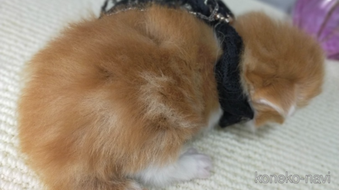成約済の熊本県のラガマフィン-88478の3枚目