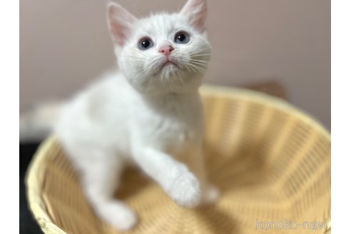 成約済の群馬県のミヌエット-86912の8枚目