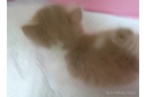 成約済の京都府のミヌエット(短足)-88522の4枚目