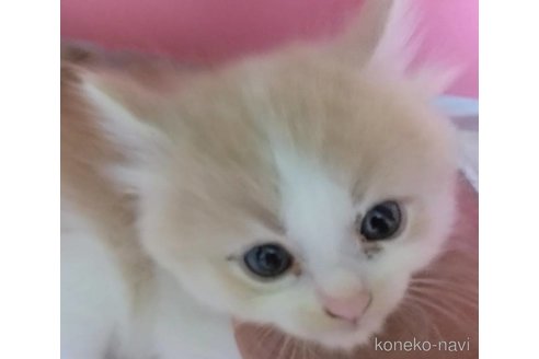 成約済の京都府のミヌエット(短足)-88522の8枚目