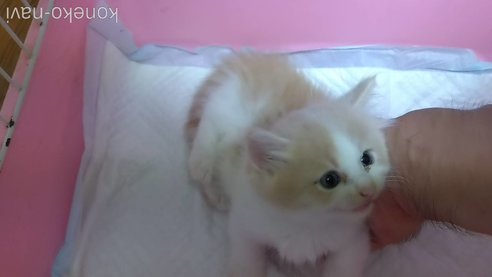 成約済の京都府のミヌエット(短足)-88522の3枚目