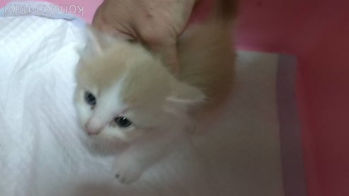成約済の京都府のミヌエット(短足)-88522の2枚目