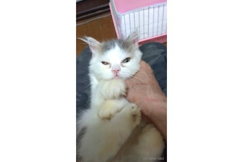成約済の京都府のマンチカン-88526の3枚目