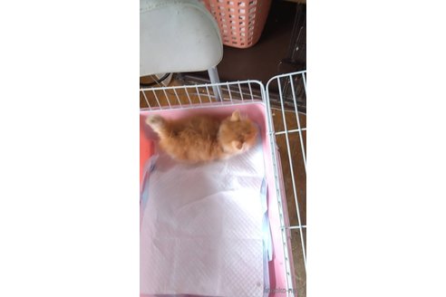 成約済の京都府のマンチカン(短足)-88534の6枚目