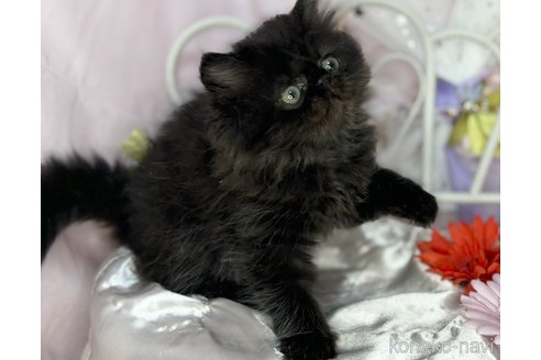 成約済の愛知県のエキゾチックショートヘア-88560の2枚目