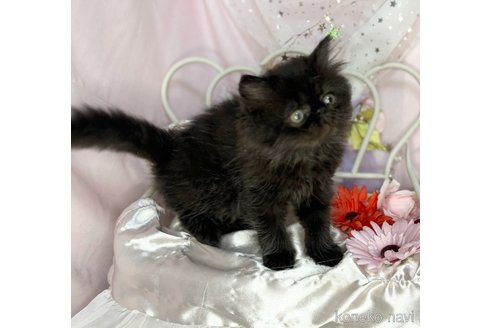 成約済の愛知県のエキゾチックショートヘア-88560の4枚目
