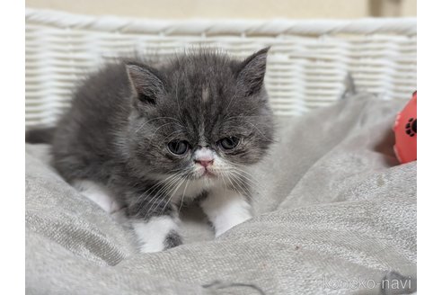 成約済の愛知県のエキゾチックショートヘア-88567の7枚目