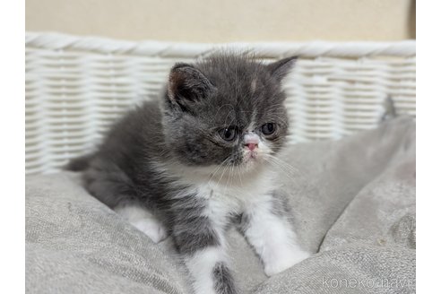 成約済の愛知県のエキゾチックショートヘア-88567の6枚目