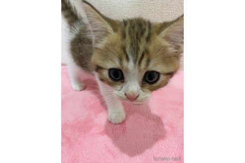 成約済の千葉県のミヌエット-87863の3枚目