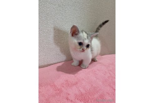 成約済の千葉県のミヌエット(短足)-87901の2枚目