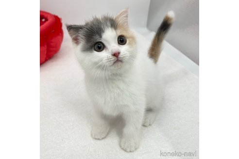 成約済の愛知県のスコティッシュフォールド(折れ耳)-88688の2枚目