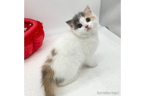 成約済の愛知県のスコティッシュフォールド(折れ耳)-88688の3枚目