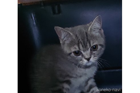成約済の愛知県のスコティッシュフォールド-87624の3枚目