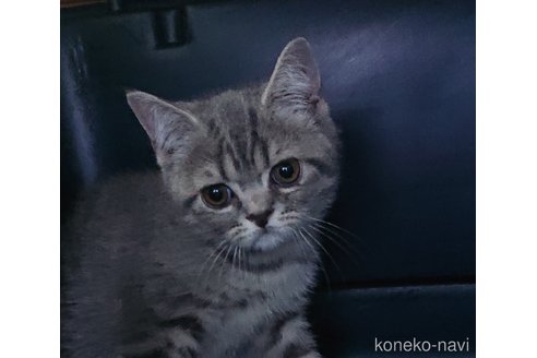 成約済の愛知県のスコティッシュフォールド-87624の4枚目