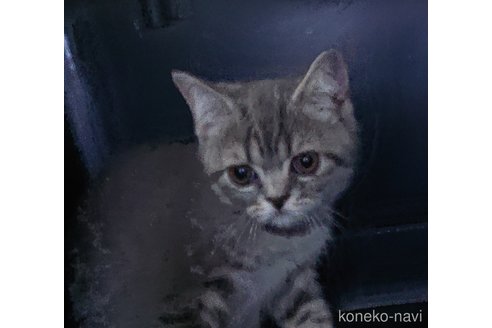 成約済の愛知県のスコティッシュフォールド-87624の5枚目