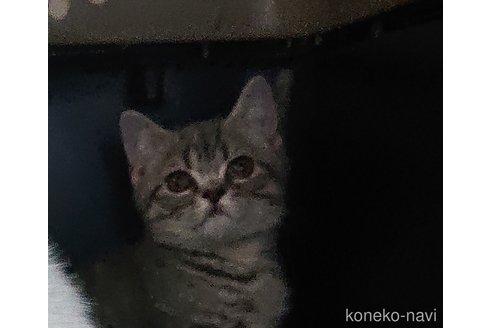 成約済の愛知県のスコティッシュフォールド-87624の2枚目