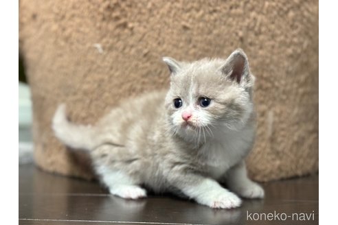 成約済の神奈川県のブリティッシュショートヘア-88712の4枚目