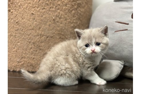 成約済の神奈川県のブリティッシュショートヘア-88712の3枚目