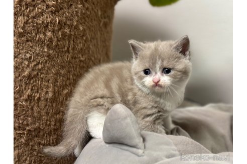 成約済の神奈川県のブリティッシュショートヘア-88712の2枚目