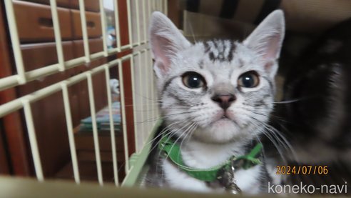 成約済の長野県のアメリカンショートヘア-85564の6枚目