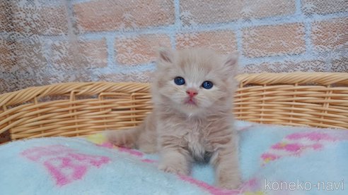 成約済の愛知県のラガマフィン-88718の4枚目