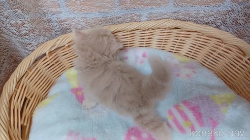 成約済の愛知県のラガマフィン-88718の5枚目
