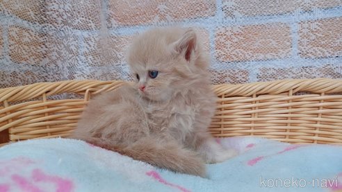 成約済の愛知県のラガマフィン-88719の5枚目