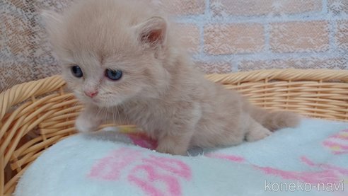 成約済の愛知県のラガマフィン-88719の6枚目
