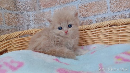 成約済の愛知県のラガマフィン-88719の7枚目