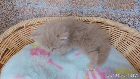成約済の愛知県のラガマフィン-88720の4枚目