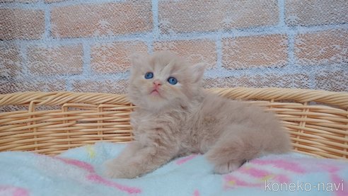 成約済の愛知県のラガマフィン-88720の5枚目
