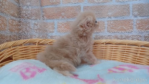 成約済の愛知県のラガマフィン-88720の6枚目