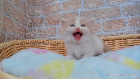 成約済の愛知県のラガマフィン-88721の5枚目