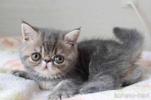 成約済の東京都のエキゾチックショートヘア-88723の49枚目
