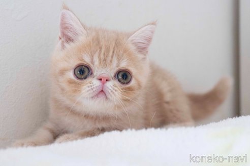 成約済の東京都のエキゾチックショートヘア-88726の33枚目